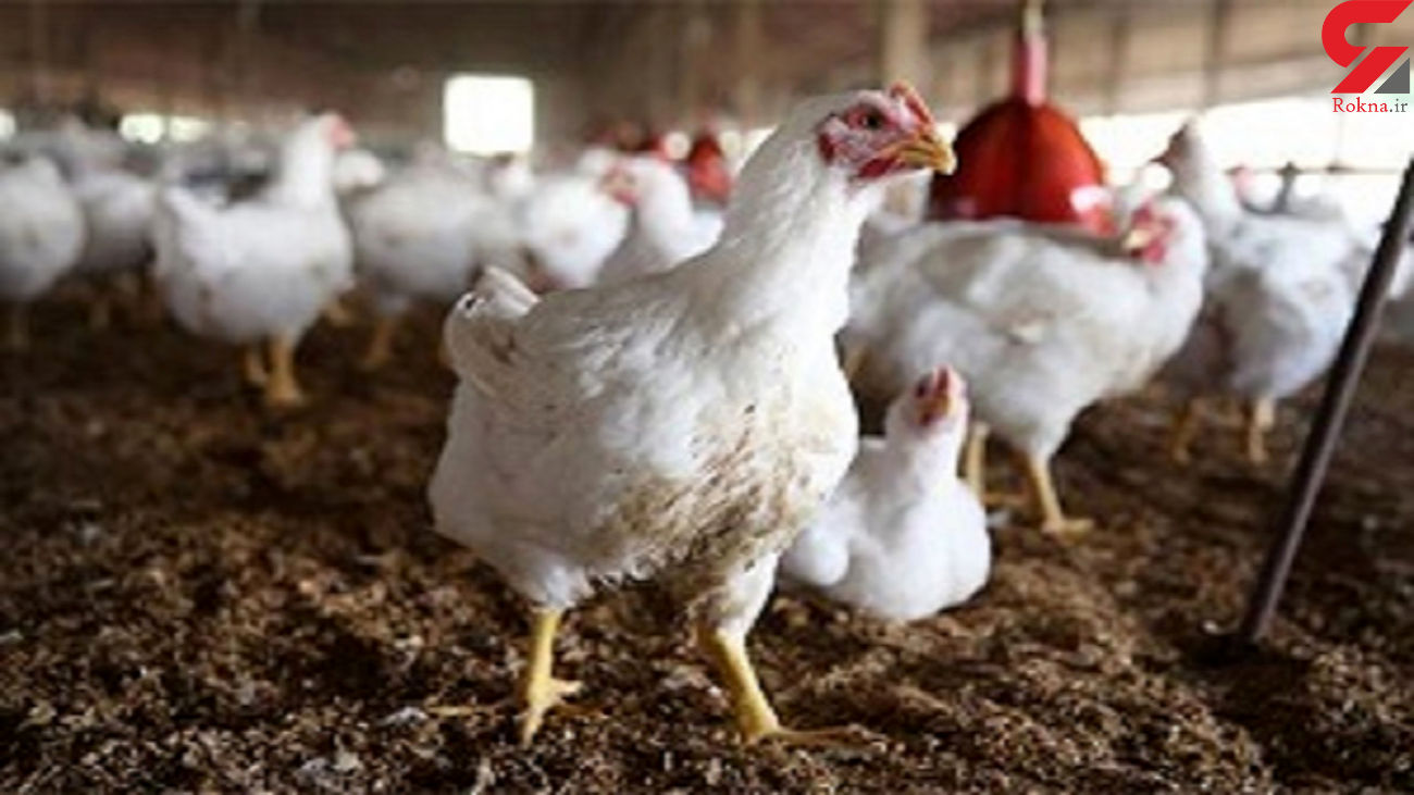 هشدار درباره آلودگی انگلی گوشت مرغ در ایران