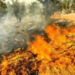 تداوم آتشسوزی در جنگل‌های مریوان
